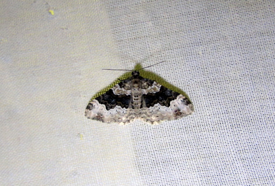 Epirrhoe galiata - sávos galajaraszoló