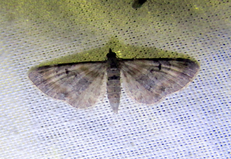 Eupithecia pyreneata - vörössávos törpearaszoló