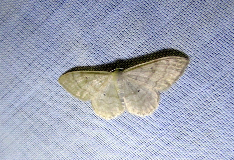 Idaea deversaria - egyszínű sávosaraszoló