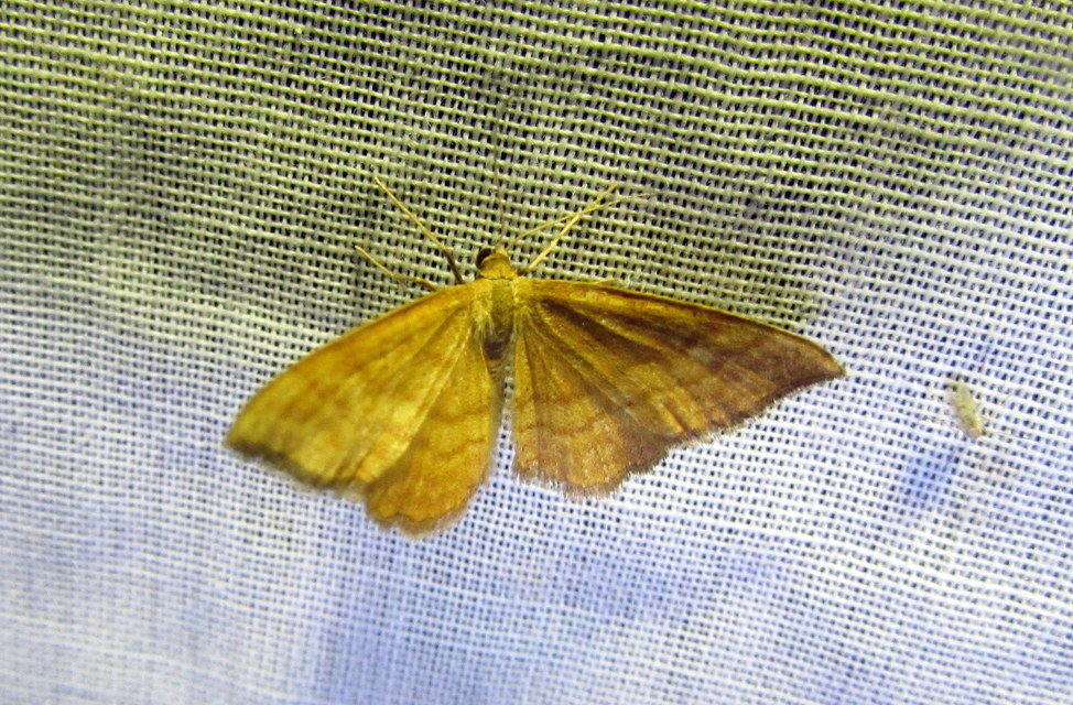 Idaea serpentata - kis sávosaraszoló