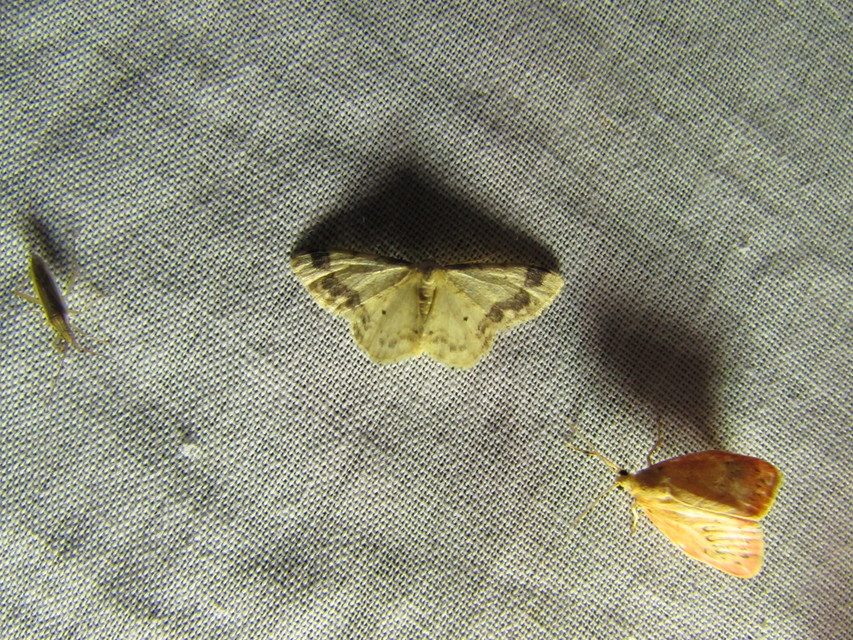 Idaea trigeminata - csúcsfoltos apróaraszoló