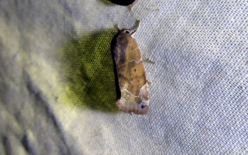 Cosmia affinis - barna lombbagoly