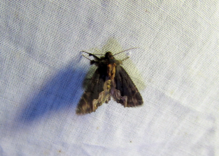 Dypterygia scabriuscula - szurokbarna nyáribagoly
