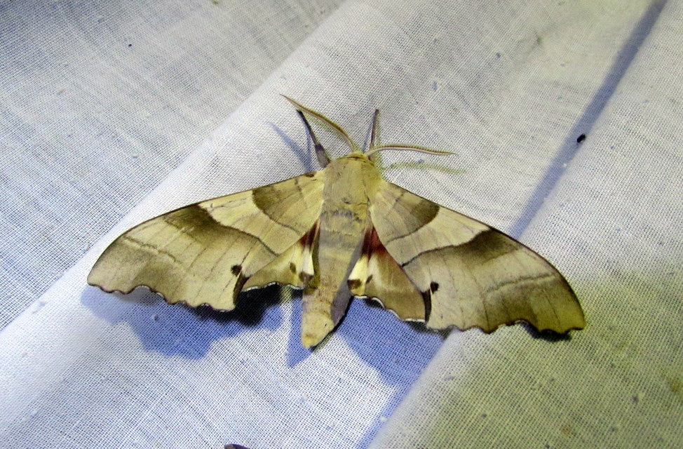 Marumba quercus - tölgyfaszender