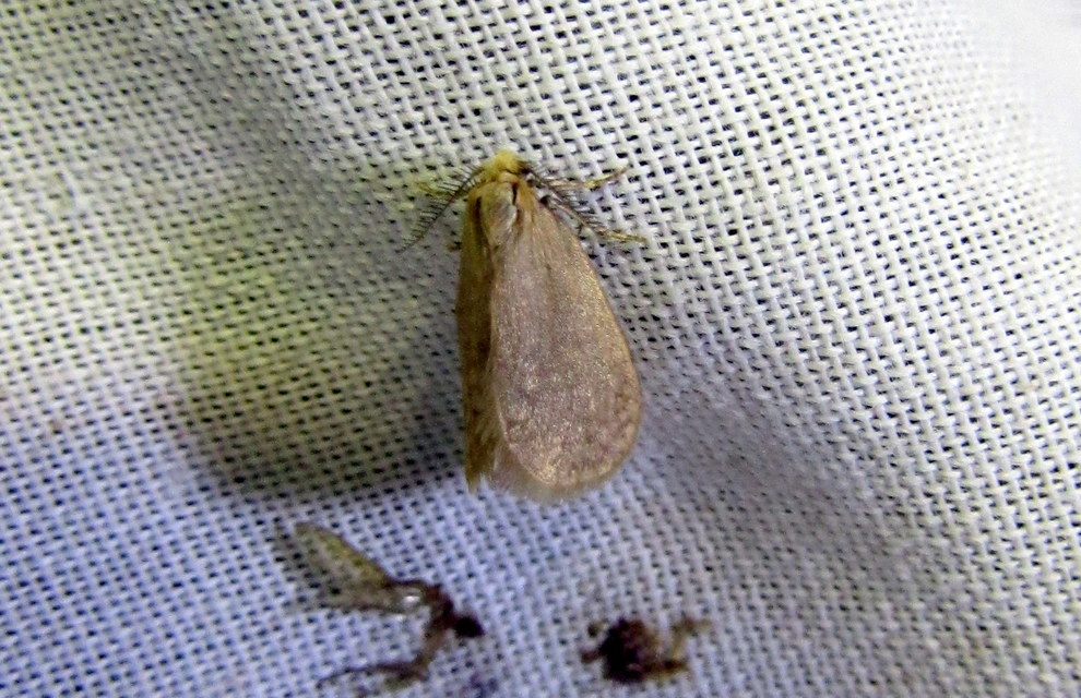 Bijugis bombycella - alkonyati zsákhordólepke