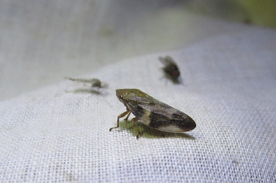 Aphrophora alni