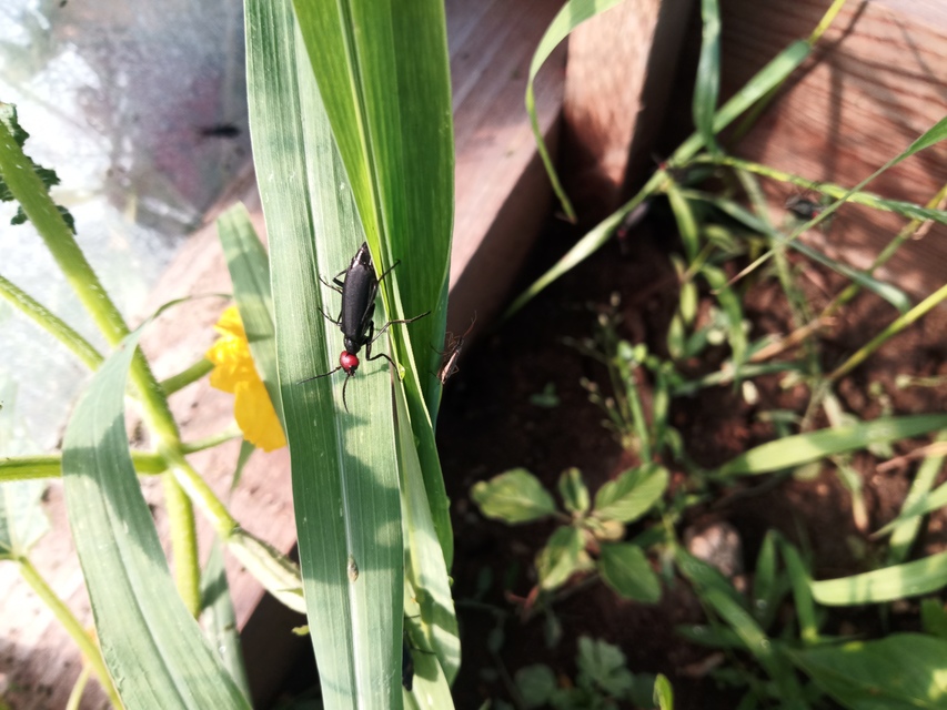 Epicauta rufidorsum - hollóbogár