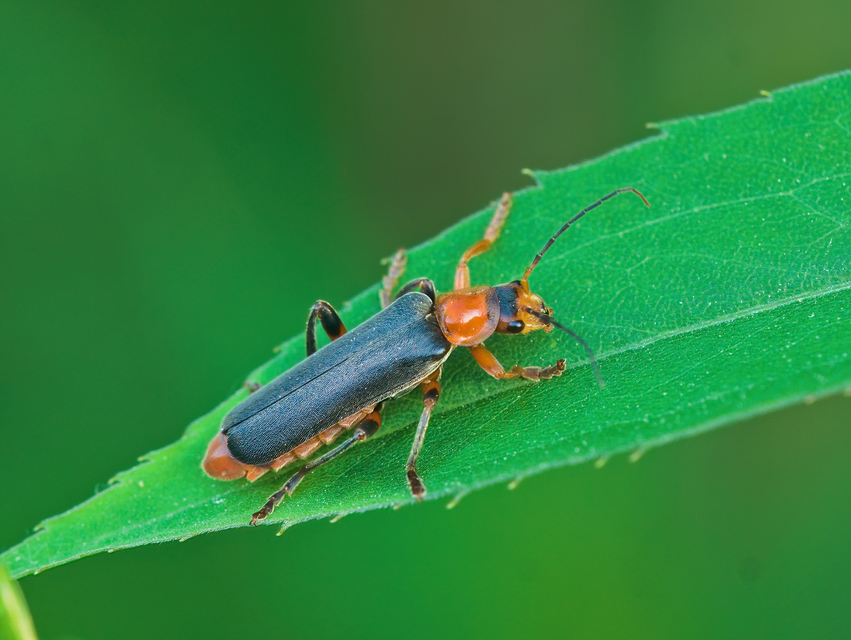 Cantharis livida - mezei lágybogár