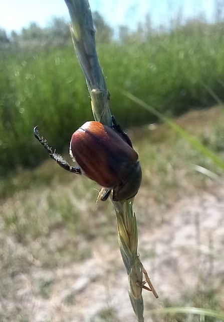 Anisoplia austriaca - osztrák szipoly