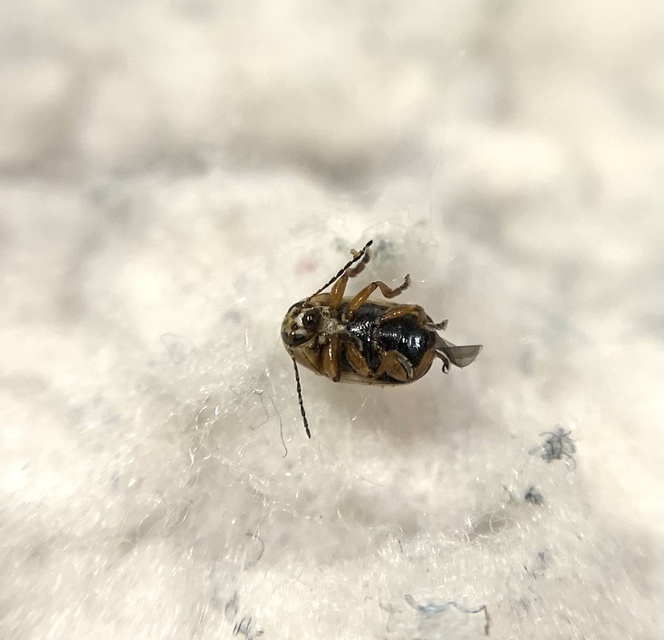 Cryptocephalus connexus - sávos zömökbogár