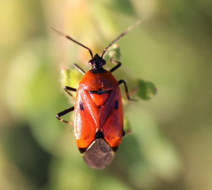 Deraeocoris trifasciatus - nagy mezeipoloska