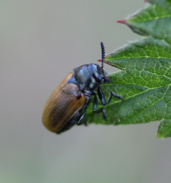 Labidostomis