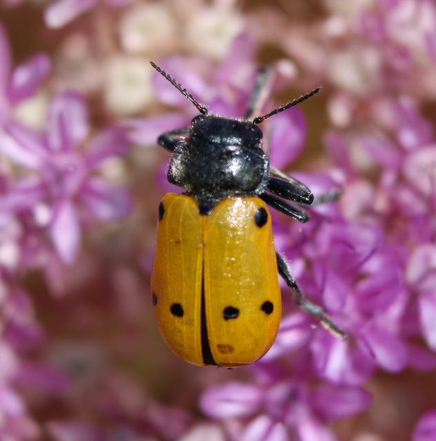 Lachnaia sexpunctata - szőrösnyakú zsákhordóbogár