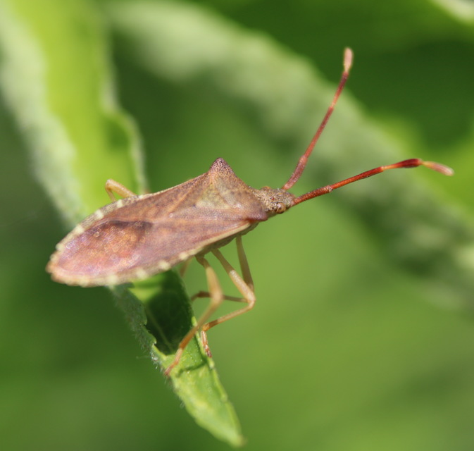Gonocerus acuteangulatus - aranypetés karimáspoloska