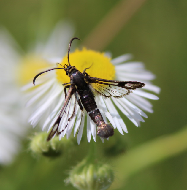 Sesiidae - szitkárfélék