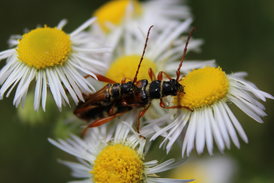 Stenopterus flavicornis - sárgacsápú keskenyfedőscincér