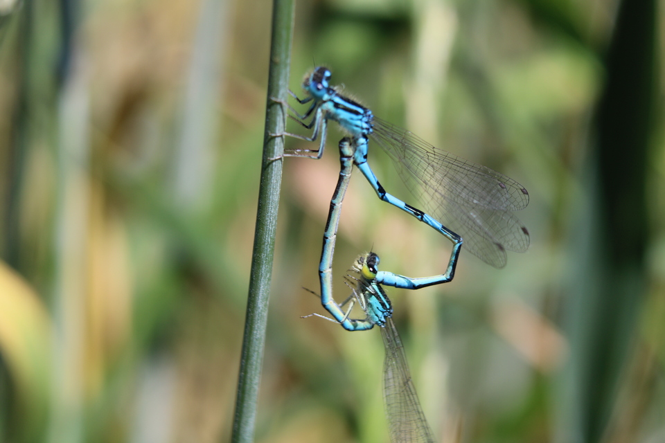 Coenagrion scitulum - mediterrán légivadász