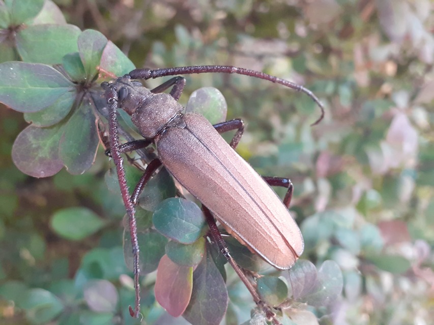 Aegosoma scabricorne - diófacincér