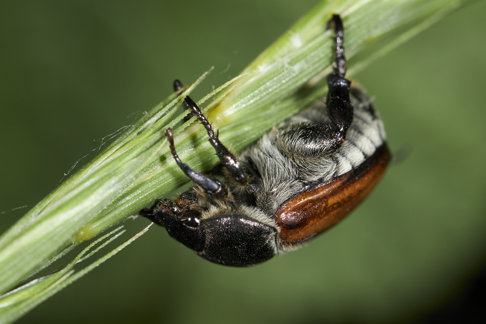 Anisoplia tempestiva - gabonaszipoly