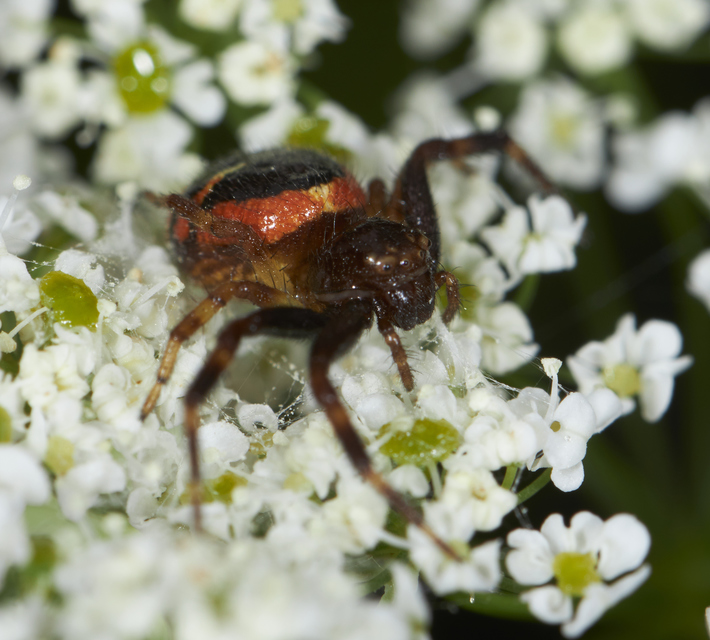 Synema globosum - fekete-sárga karolópók