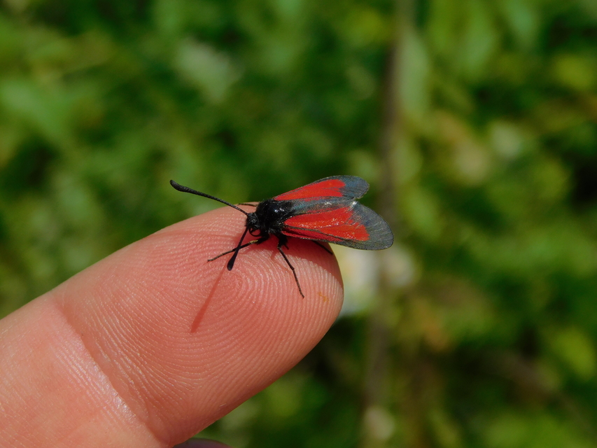 Zygaena brizae - magyar csüngőlepke