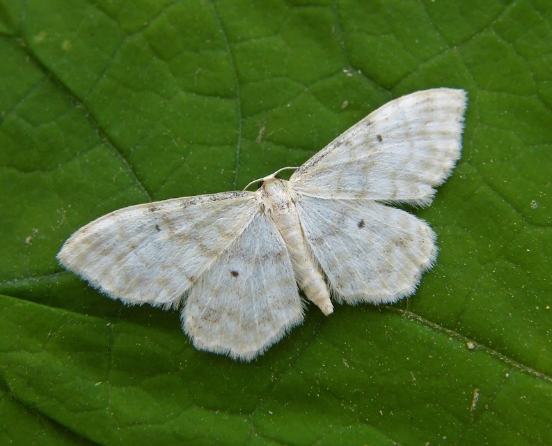 Idaea fuscovenosa - szürkeszélű apróaraszoló
