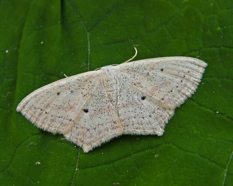 Scopula flaccidaria - alföldi sávosaraszoló
