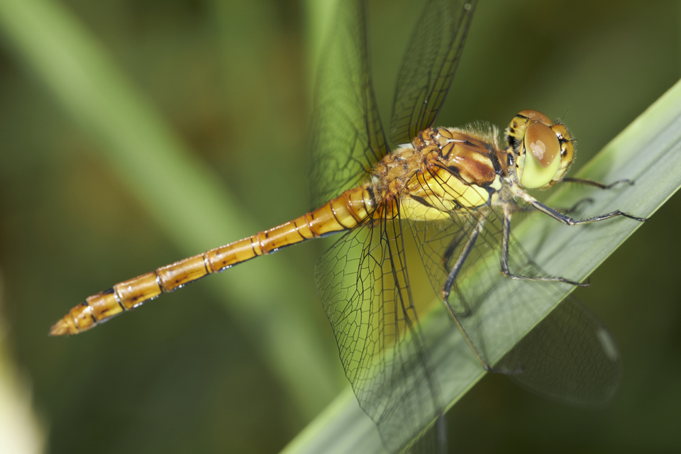 Sympetrum striolatum - harántsávos katona-szitakötő