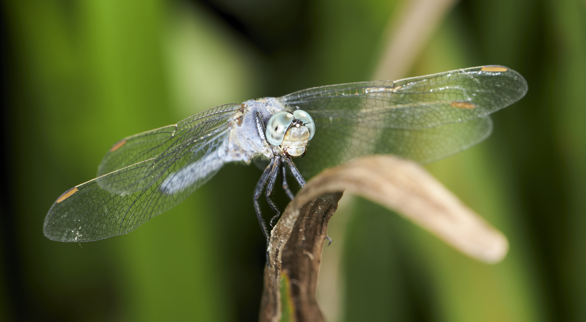 Orthetrum coerulescens - karcsú pásztorszitakötő