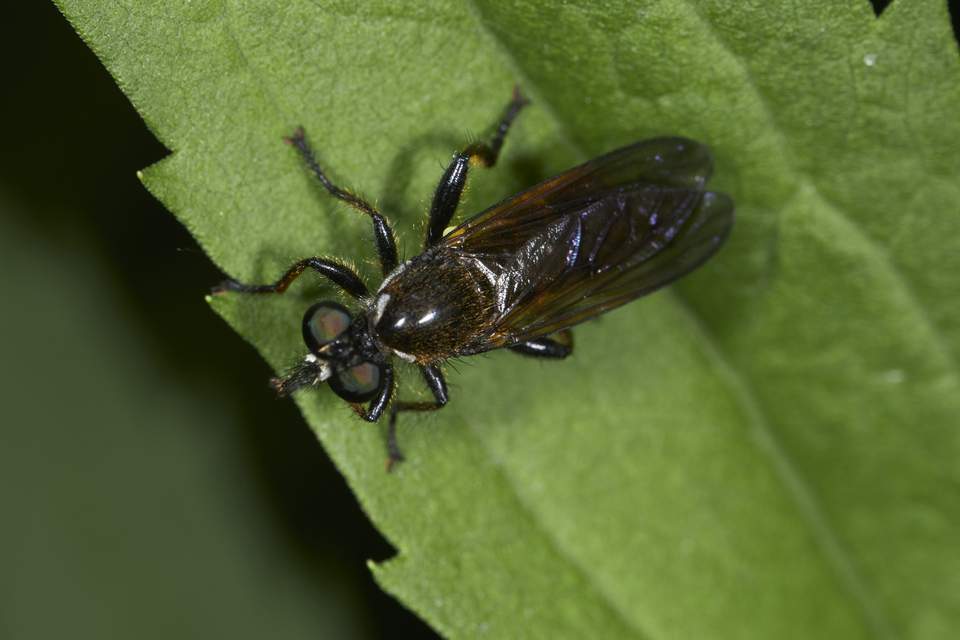 Dioctria harcyniae