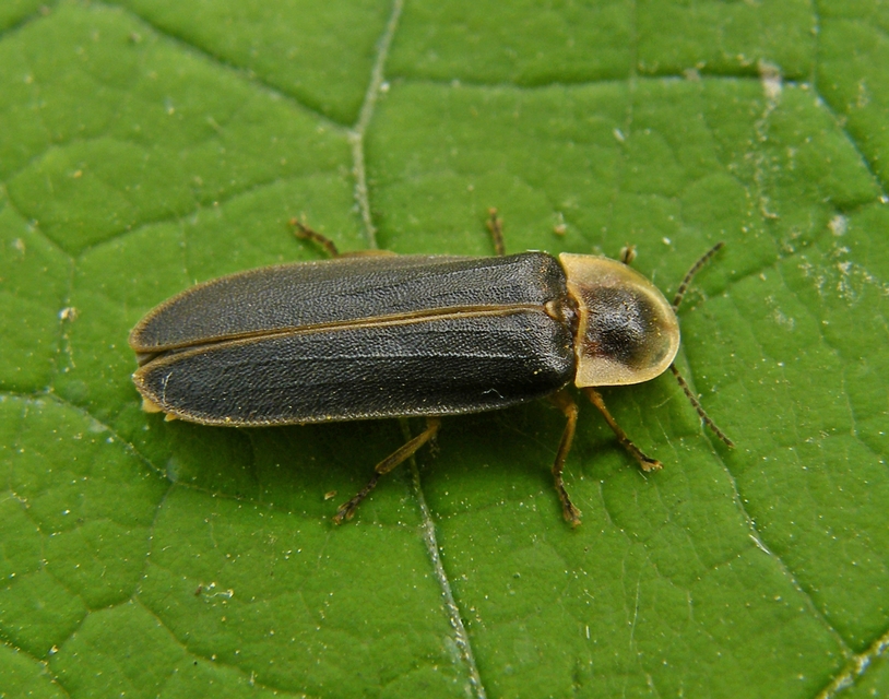 Lampyris noctiluca - nagy szentjánosbogár