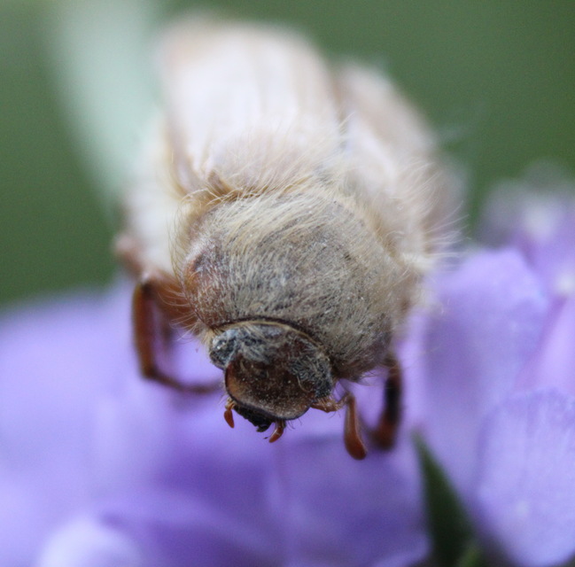 Amphimallon solstitiale - bordás sárgacserebogár