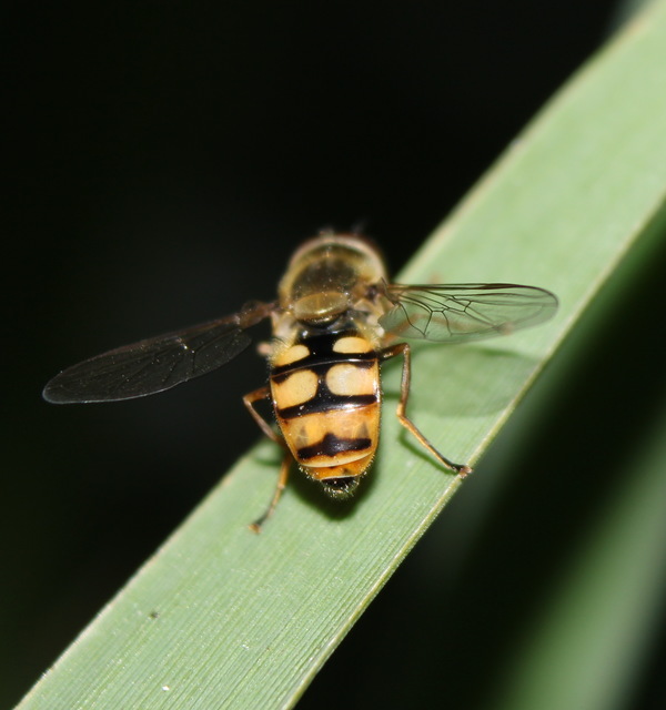 Eupeodes