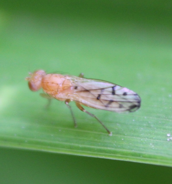 Opomyza florum