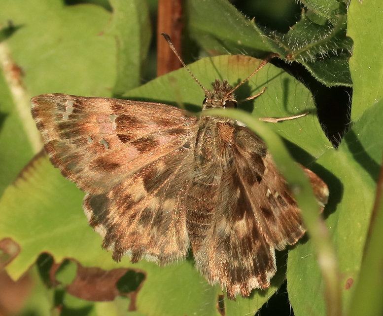 Carcharodus alceae - mályva-busalepke