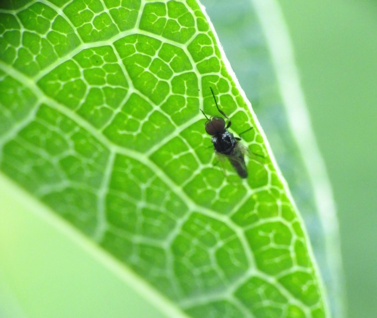 Simuliidae - púposszúnyogok