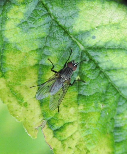 Anthomyiidae - viráglegyek