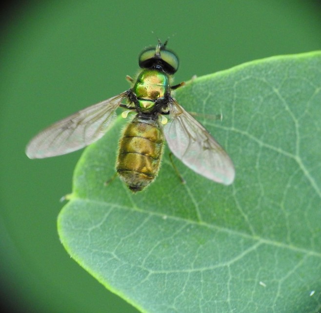Chloromyia formosa - közönséges fémeslégy
