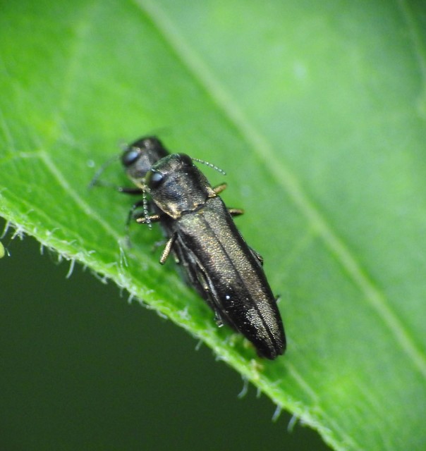 Agrilus derasofasciatus - szőlő-karcsúdíszbogár