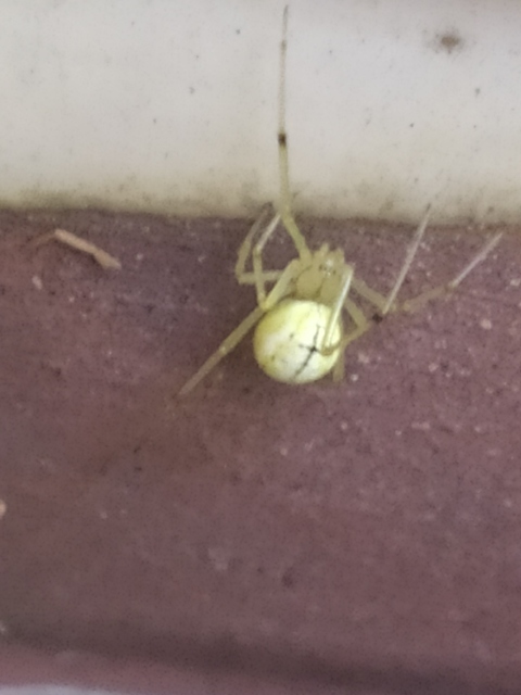 Enoplognatha ovata/latimana