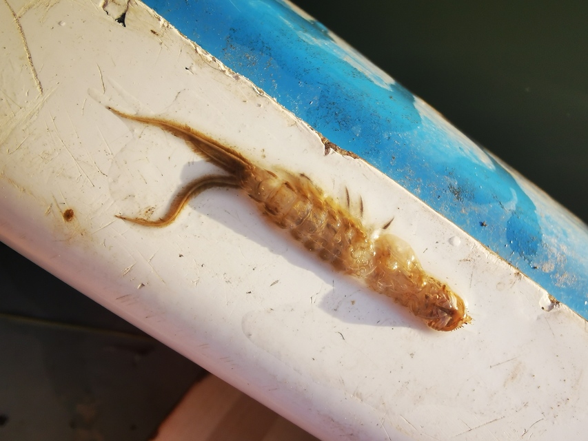 Palingenia longicauda - tiszavirág