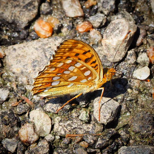 Argynnis adippe - ezüstös gyöngyházlepke