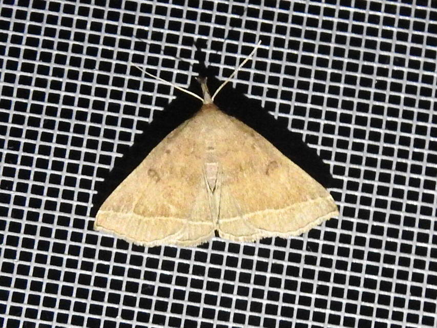 Pechipogo plumigeralis - tollascsápú karcsúbagoly