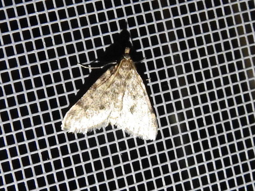 Aglossa pinguinalis - zsiradékmoly