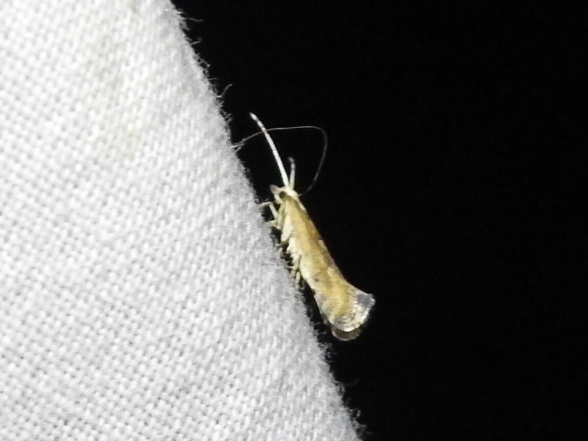 Plutella xylostella - káposztamoly