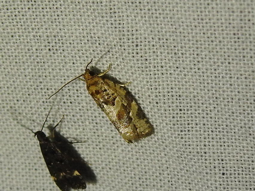 Argyrotaenia ljungiana - ékes sodrómoly