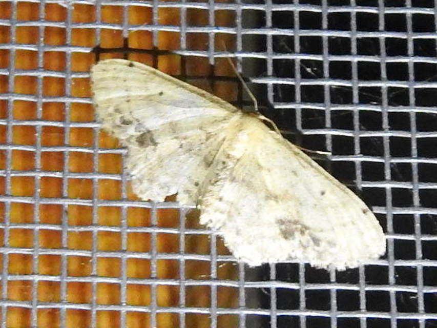 Idaea dimidiata - gyakori apróaraszoló