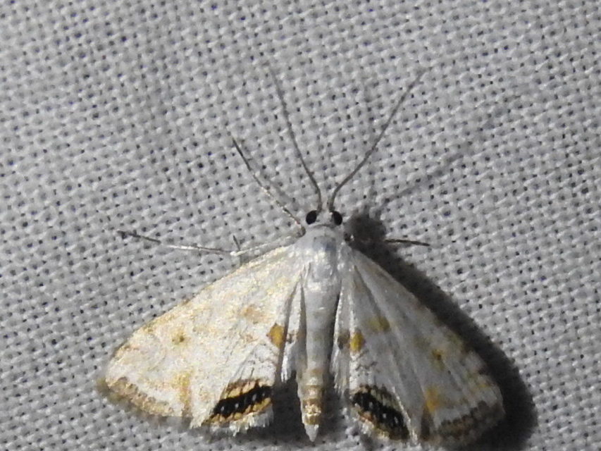 Cataclysta lemnata - békalencsemoly