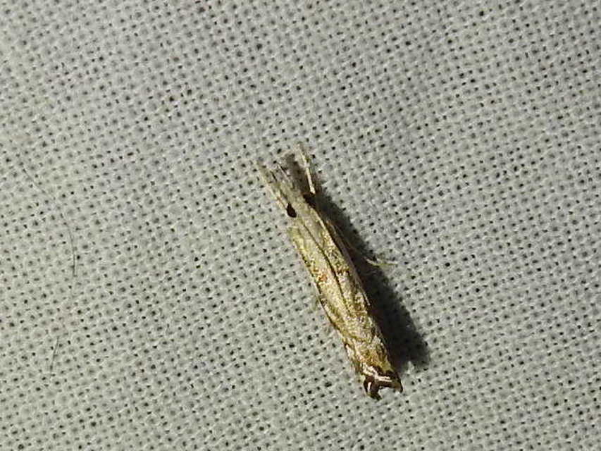 Catoptria falsella - hálós fűgyökérmoly