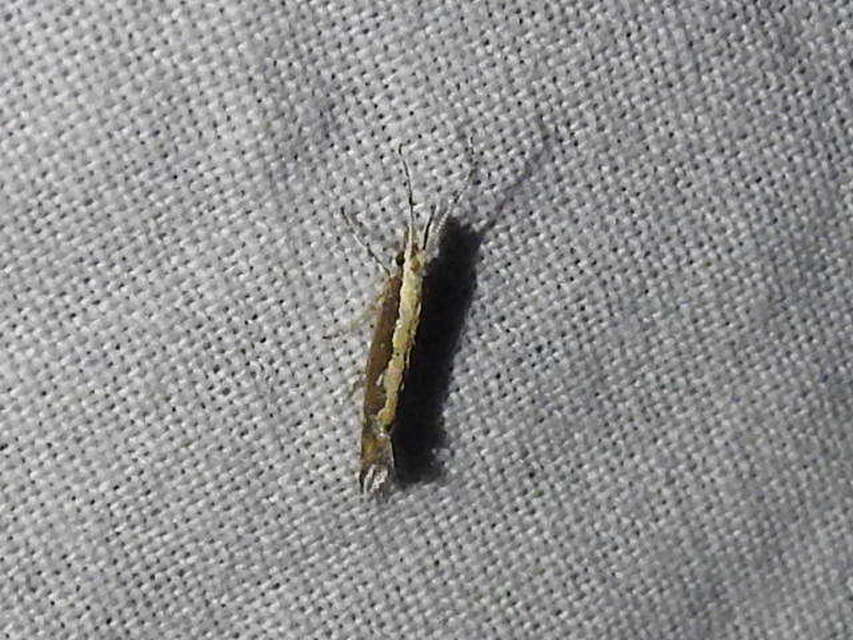 Plutella xylostella - káposztamoly